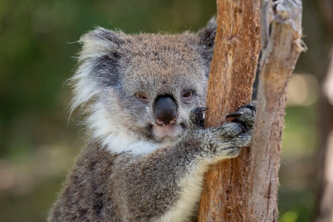 Koala Experience at Healesville Sanctuary - excl. entry - Your 11:00am Slot at Healesville Sanctuary (It Feels Fast)