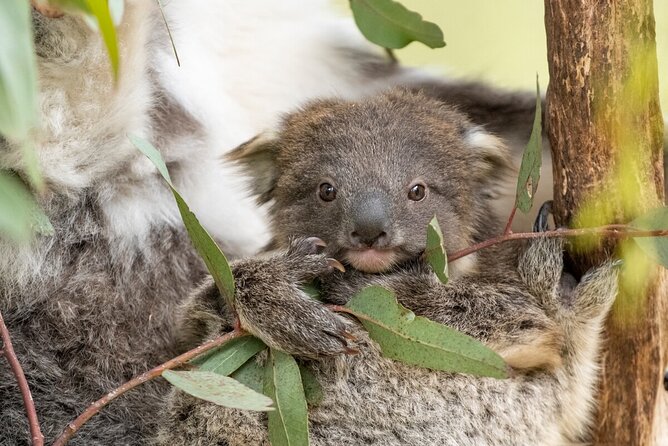 Koala Experience at Healesville Sanctuary - excl. entry - Value Check: $27.97 for the Koala Experience Only
