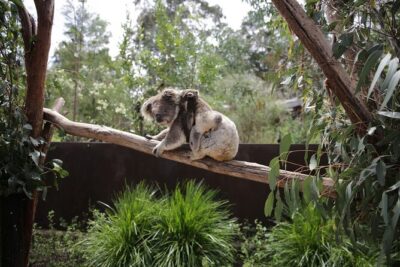 Koala Experience at Healesville Sanctuary - excl. entry - No-Contact, Still Photo-Friendly: How to Get the Most Out of It