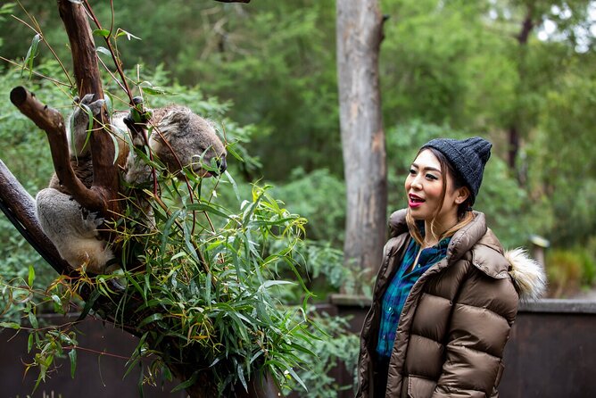 Koala Experience at Healesville Sanctuary - excl. entry - Should You Book? My Practical Verdict