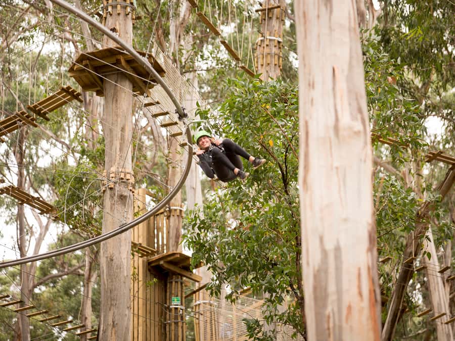 Lorne: Live Wire Park Ticket with Zip Line Rollercoaster - Spring Circuit trampolines and Canopy Circuit walk