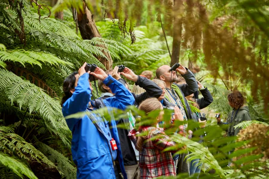 Luxe Bus Great Ocean Road Coastal Spectacular - Gorge Chocolates and alpaca feeding: the fun warm-up before the coast