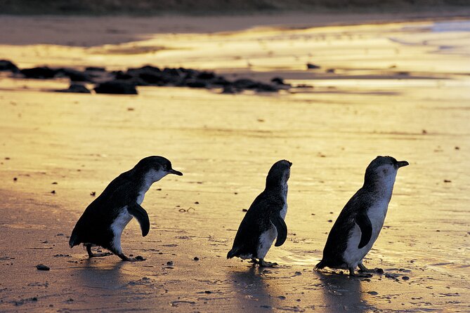 Luxury Phillip Island Tour for Families & Explorers [up to 10Pax] - Key points to know before you go
