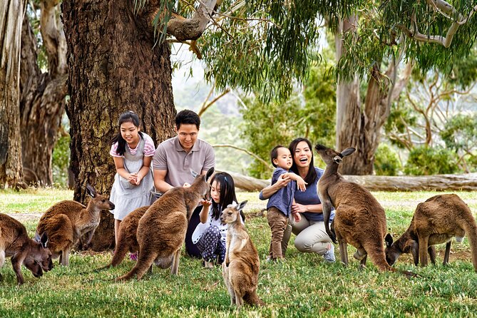 Luxury Phillip Island Tour for Families & Explorers [up to 10Pax] - From Melbourne: how this “luxury small-group” day really feels