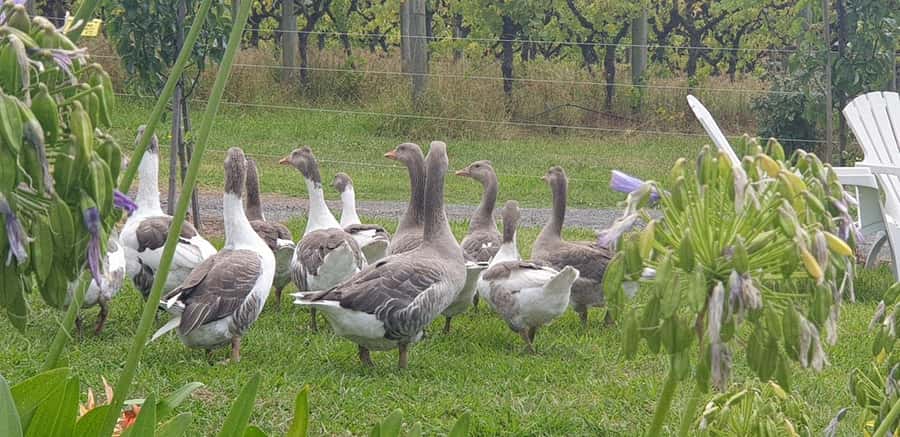 MEL: Private Yarra Valley Wine & Healesville Sanctuary Tours - Key things to know before you go