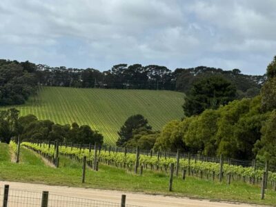 MEL: Private Yarra Valley Wine & Healesville Sanctuary Tours - Pickup from Melbourne and how the day starts (without stress)
