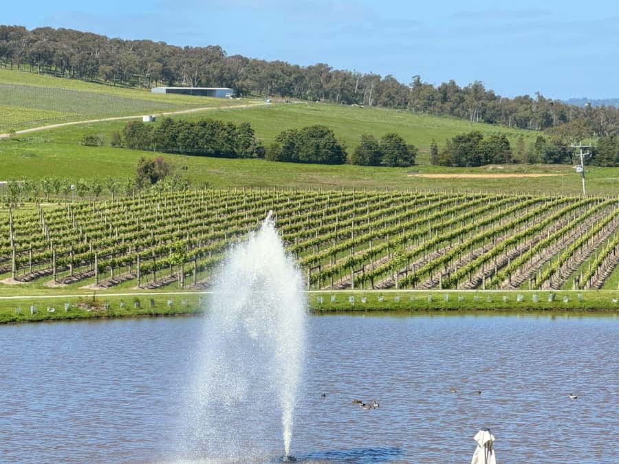 MEL: Private Yarra Valley Wine & Healesville Sanctuary Tours - St Huberts and the lunch-and-wine rhythm