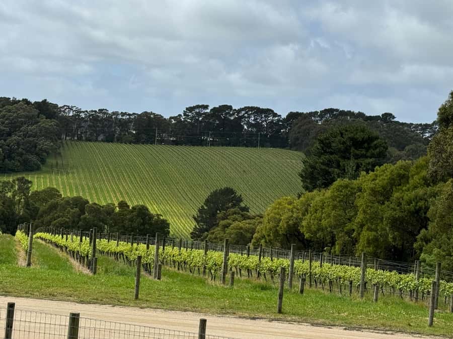 MEL: Private Yarra Valley Wine & Healesville Sanctuary Tours - Pickup from Melbourne and how the day starts (without stress)