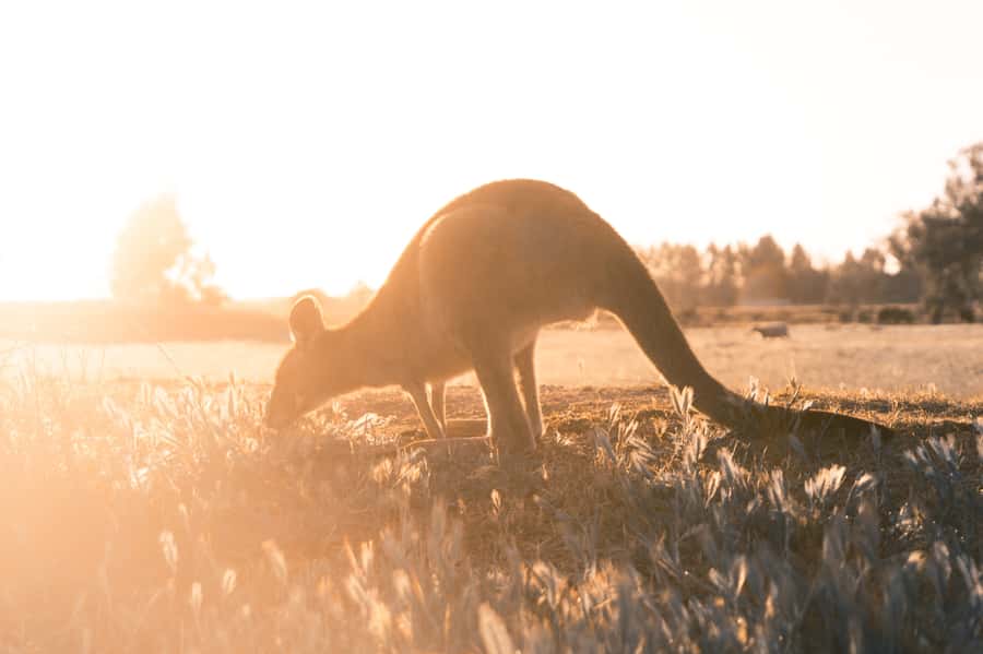 Melbourne: 12 Apostles, Otways & Great Ocean Road Day Tour - Kennett’s River for Koalas: How Wildlife Spotting Fits This Route