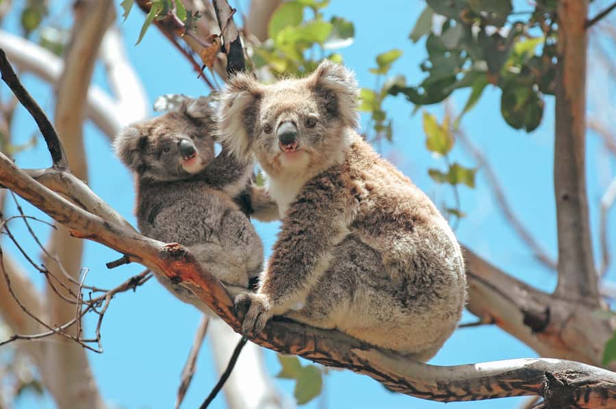 Melbourne: 12 Apostles, Otways & Great Ocean Road Day Tour - Getting There: St. Kilda Road Meeting Point (No Hotel Pickup)
