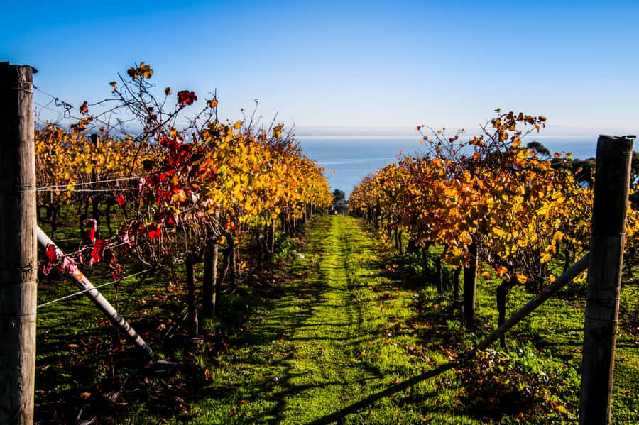 Melbourne: Around the Bay Food & Wine Taste Trail - The Mornington-and-Bellarine pairing: a smarter way to spend one day