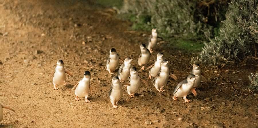 Melbourne: Boutique Phillip Island Wine, Dine & Penguin Tour - Value check: what you’re really paying $162 for