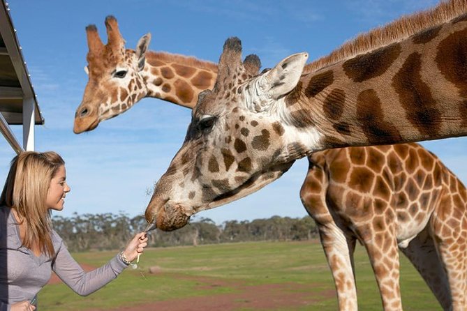 Melbourne City Card (2 Days): Visit Unlimited Attractions! - Day 2 plan: two zoo styles and a sanctuary shift