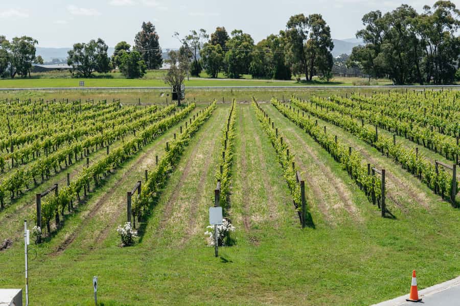 Melbourne: Full-Day Yarra Valley Wine Experience with Lunch - Soumah of Yarra Valley: cool-climate styles with an Italian/French flavor map