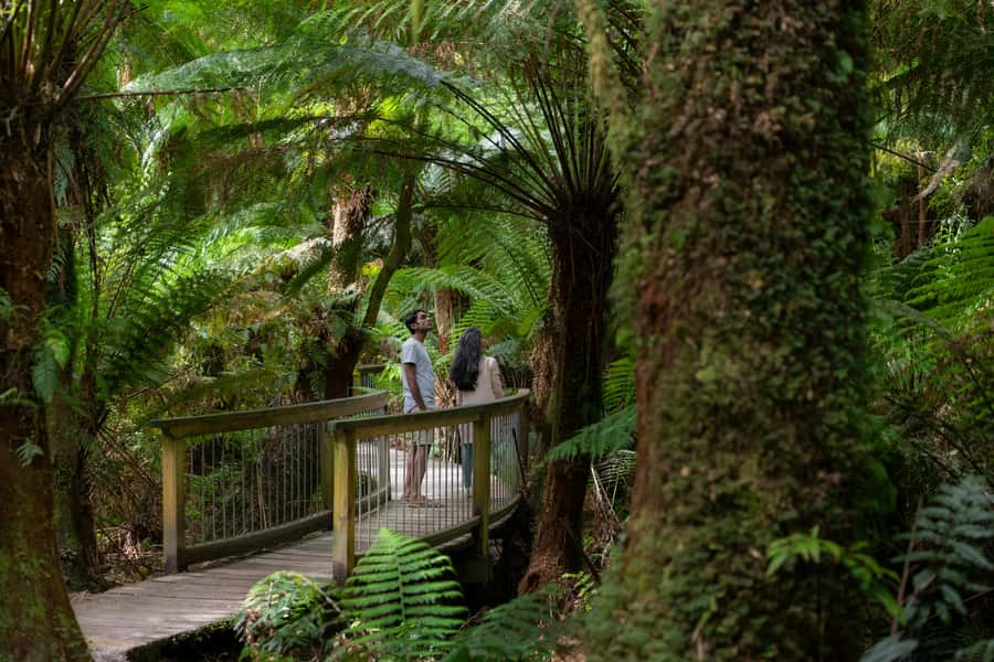 Melbourne: Great Ocean Road, 12 Apostles & Rainforest Tour - Starting at 7:35 AM: the bus, the vibe, and what to pack