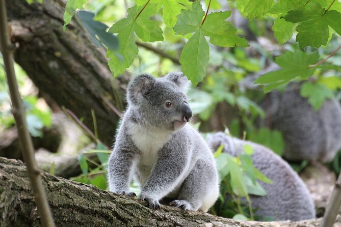 Melbourne: Great Ocean Road & Iconic Coastal Views Day Tour - Key things I’d circle before you book