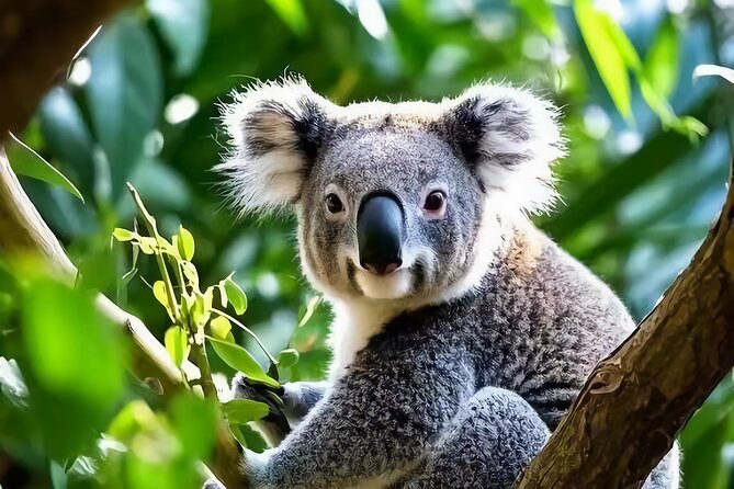 Melbourne: Great Ocean Road Luxury Coach Reverse Tour - Price and Value: What $84.63 Covers on a 13-Hour Day
