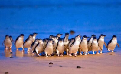 Melbourne: Great Ocean Road, Penguin Parade & Free City Tour - Phillip Island Penguin Parade: wildlife first, then sunset magic