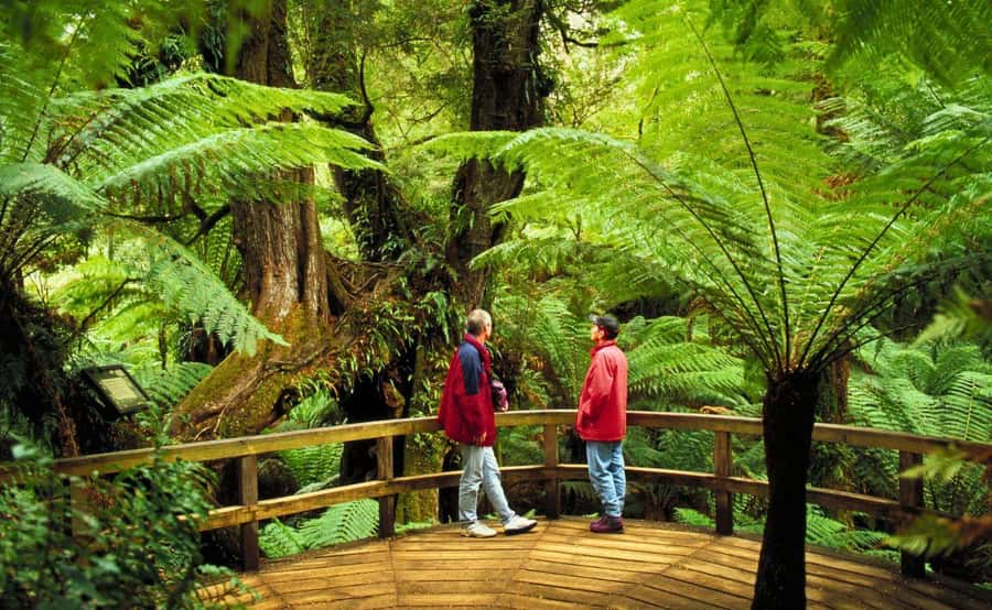 Melbourne: Great Ocean Road, Penguin Parade & Free City Tour - Packing and on-the-ground tips for a smooth Victoria trip