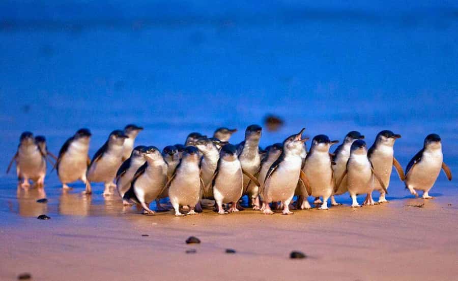 Melbourne: Great Ocean Road, Penguin Parade & Free City Tour - Phillip Island Penguin Parade: wildlife first, then sunset magic