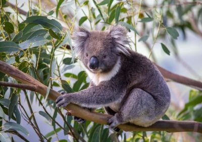 Melbourne: Great Ocean Road & Wildlife Tour for Backpackers - Getting out of Melbourne: pickups and a long-day rhythm you can handle