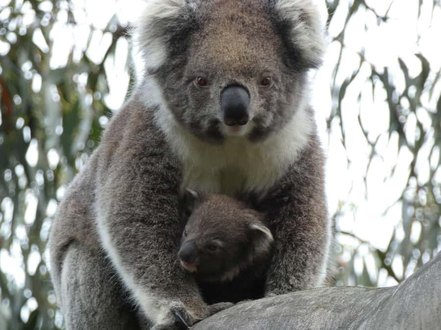 Melbourne: Great Ocean Road & Wildlife Tour for Backpackers - The scenic afternoon: Cape Pattern Lookout, Kennet River, Lorne, and more