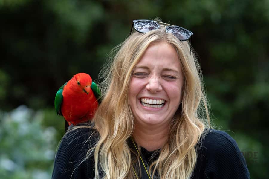 Melbourne: Great Ocean Road & Wildlife Tour for Backpackers - Who should book this tour, and who should skip it