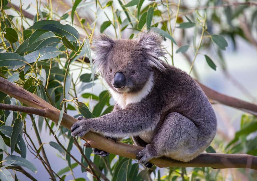 Melbourne: Great Ocean Road & Wildlife Tour for Backpackers - Getting out of Melbourne: pickups and a long-day rhythm you can handle