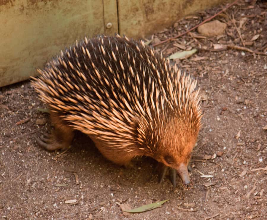 Melbourne: Healesville Sanctuary & Phillip Island Tour - Who should book this tour, and who should consider alternatives