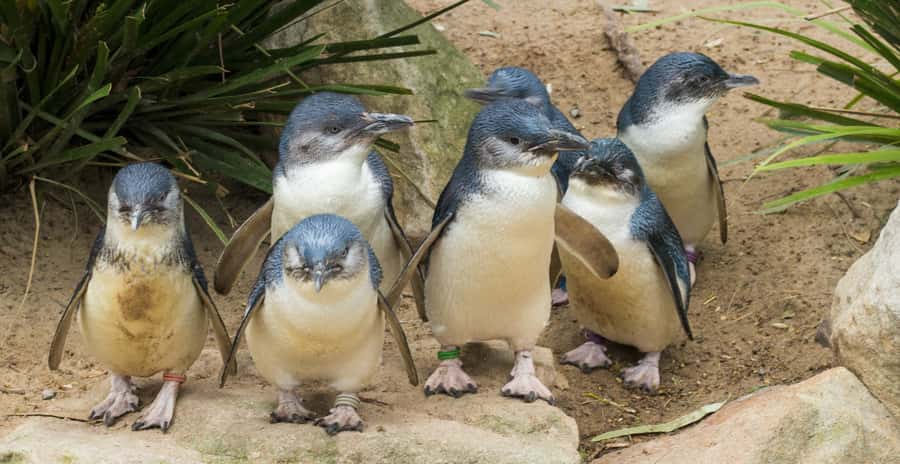 Melbourne: Healesville Sanctuary & Phillip Island Tour - Healesville Sanctuary: why it’s more than a checklist zoo