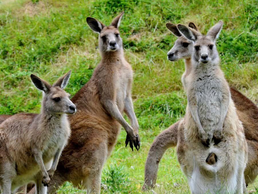 Melbourne: Healesville Sanctuary & Phillip Island Tour - Guide quality: why Russell and Lorraine come up in real talk