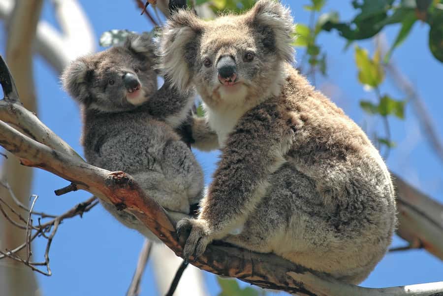 Melbourne: Healesville Sanctuary & Phillip Island Tour - Live animal shows and education time: when it helps, and when it doesn’t