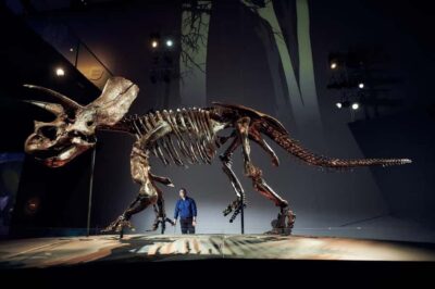 Melbourne: Melbourne Museum Entry Ticket - Ticket + Timing: How to Plan Without Losing Time