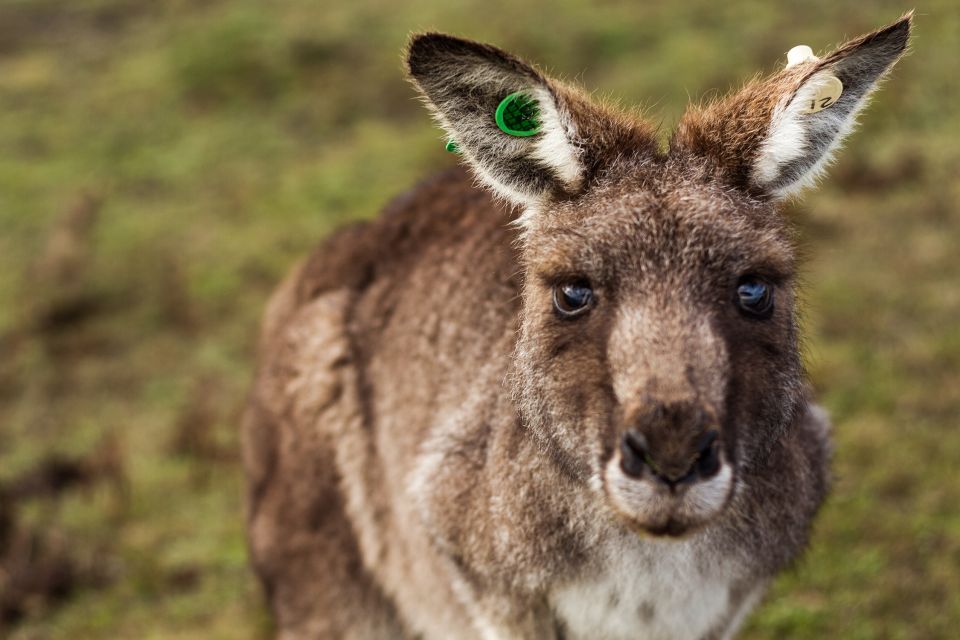 Melbourne: Mornington Peninsula & Hot Springs Tour 8 pax max - What to bring (and what can slow you down)