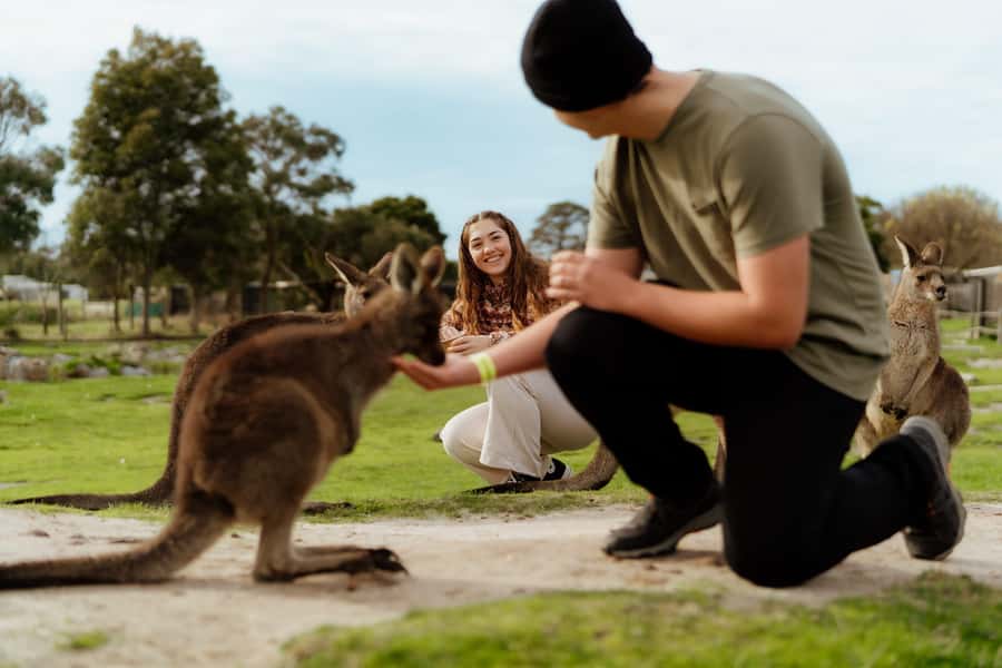 Melbourne: Penguin Parade , Koala & Brighton Bathing Boxes - A one-day sampler of Victoria’s wildlife and beach icons