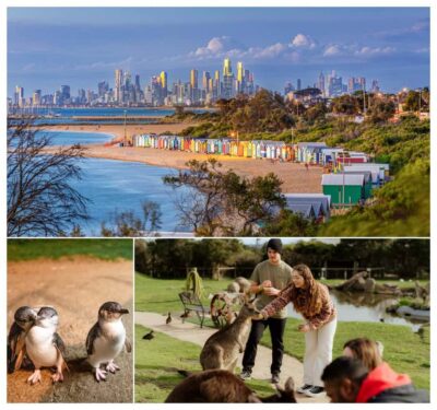 Melbourne: Penguin Parade , Koala & Brighton Bathing Boxes - Price and what you actually get for $95