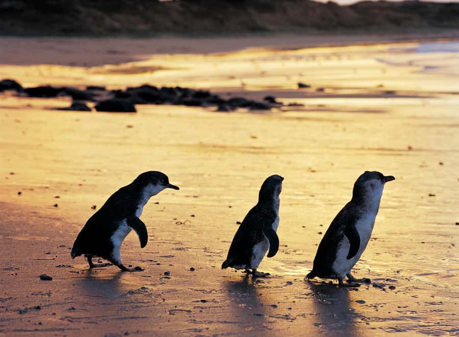 Melbourne: Penguin Parade , Koala & Brighton Bathing Boxes - The Nobbies on Phillip Island: seal-colony views from the western tip