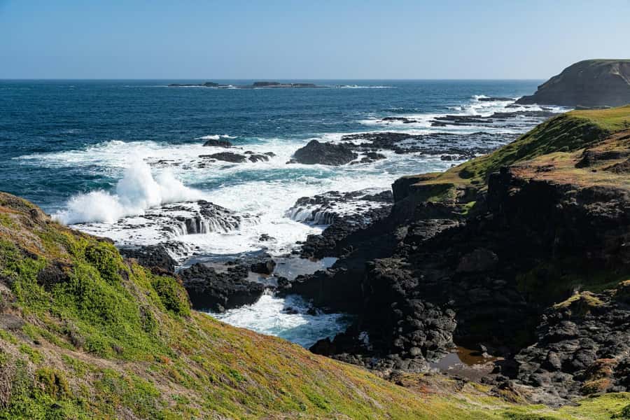 Melbourne: Penguin Parade & Phillip Island Scenic Day Tour - Maru Koala and Animal Park: the optional wildlife add-on that’s worth weighing