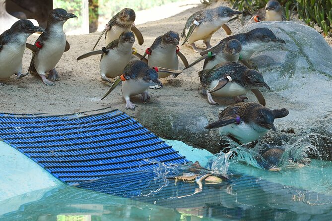 Melbourne Penguin Tour & Wildlife kangaroos koala Emu Tasi Devil - Key highlights you’ll actually care about