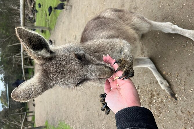 Melbourne Penguin Tour & Wildlife kangaroos koala Emu Tasi Devil - Reptile and tiger shows: hands-on style, if you stay attentive