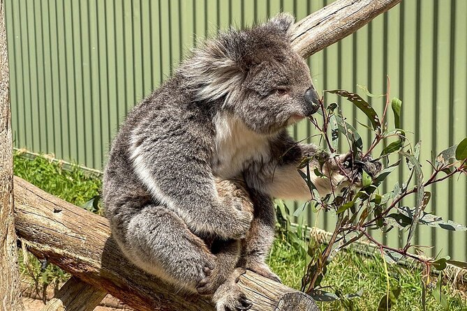 Melbourne Penguin Tour & Wildlife kangaroos koala Emu Tasi Devil - Tasmanian devil encounter: the eye-to-eye moment