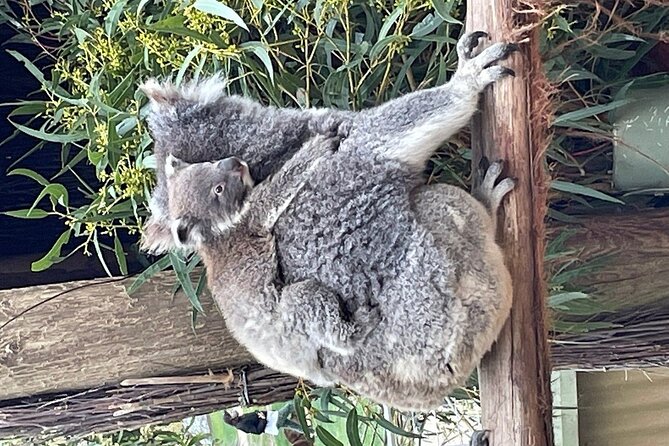 Melbourne Penguin Tour & Wildlife kangaroos koala Emu Tasi Devil - Koalas up close: conservation talk plus a camera-ready moment