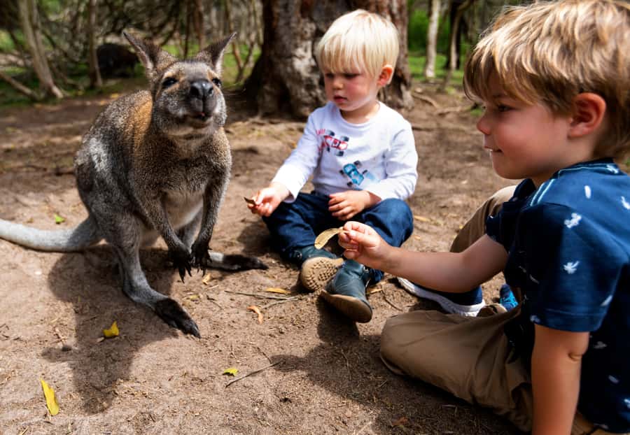Melbourne: Peninsula Nature Private Day Trip with Dinner - From Melbourne pickup to Port Phillip Bay coastlines