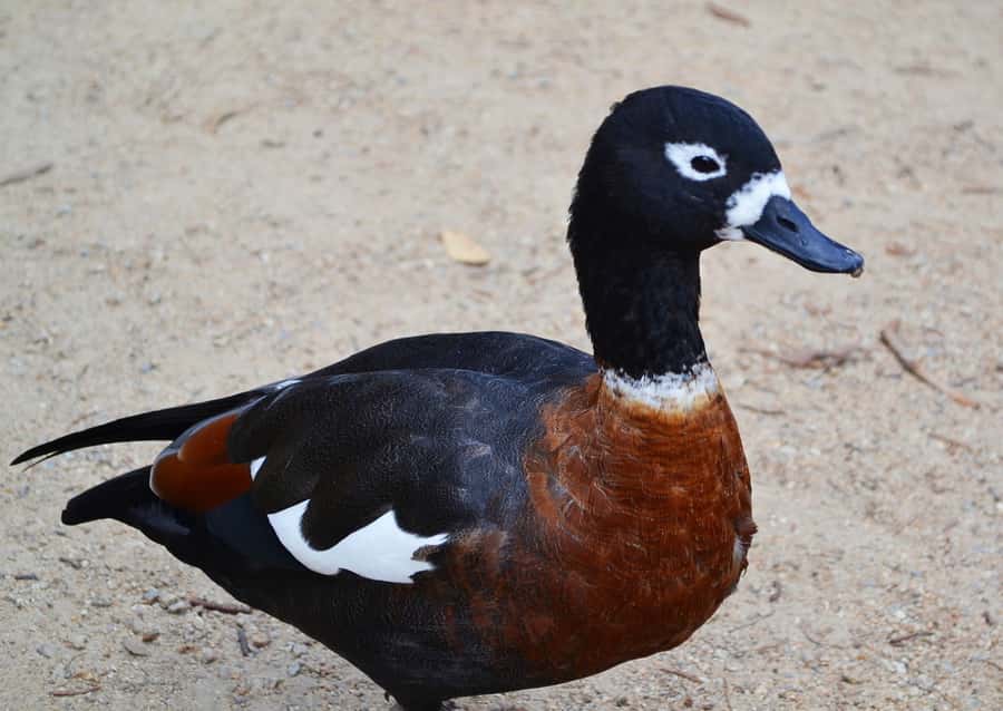Melbourne: Peninsula Nature Private Day Trip with Dinner - Picnic dinner in a bush setting (and how to time it)