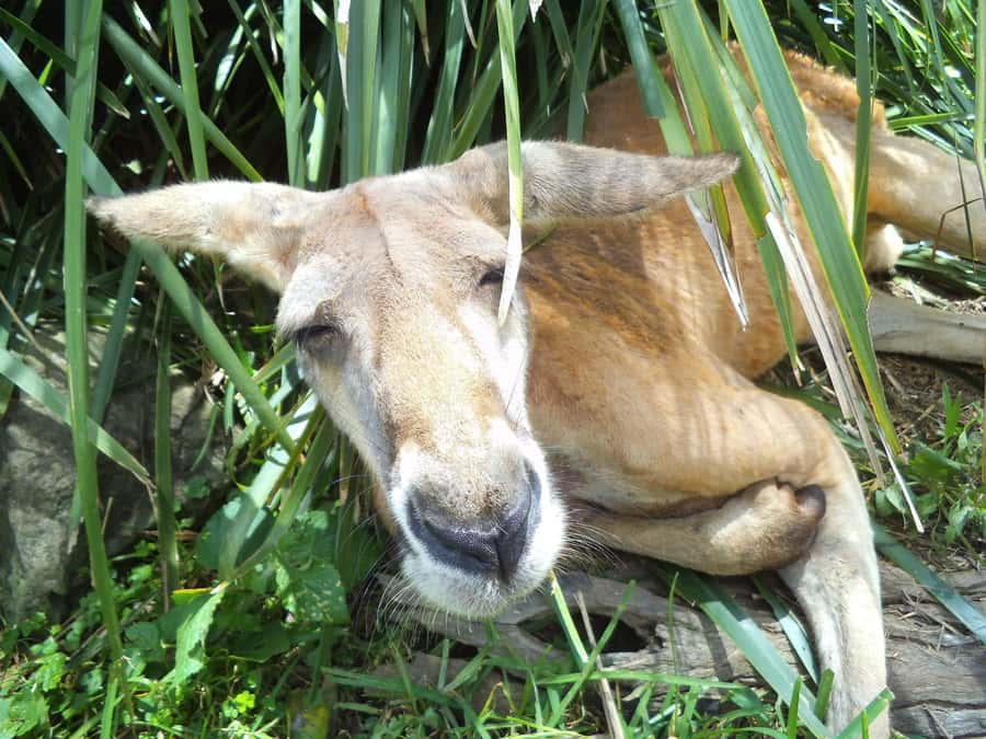 Melbourne: Peninsula Nature Private Day Trip with Dinner - Who should book this Peninsula tour (and who might prefer something else)