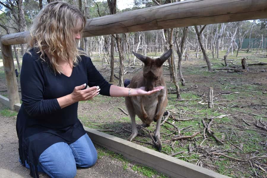 Melbourne: Peninsula Nature Private Day Trip with Dinner - Dendy Street Beach and the photo-session style stop