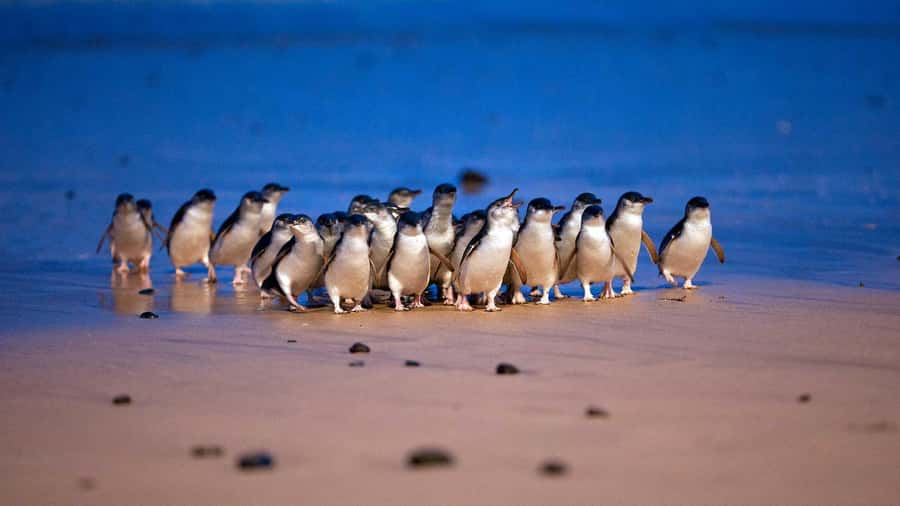 Melbourne: Phillip Island Penguin Parade Watching Day Tour - Why this Phillip Island trip works for a one-day wildlife fix