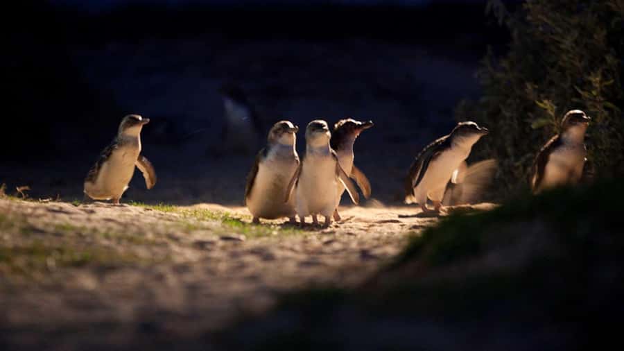 Melbourne: Phillip Island Penguin Parade Watching Day Tour - Pickup in Melbourne: three start points and a long-but-doable drive
