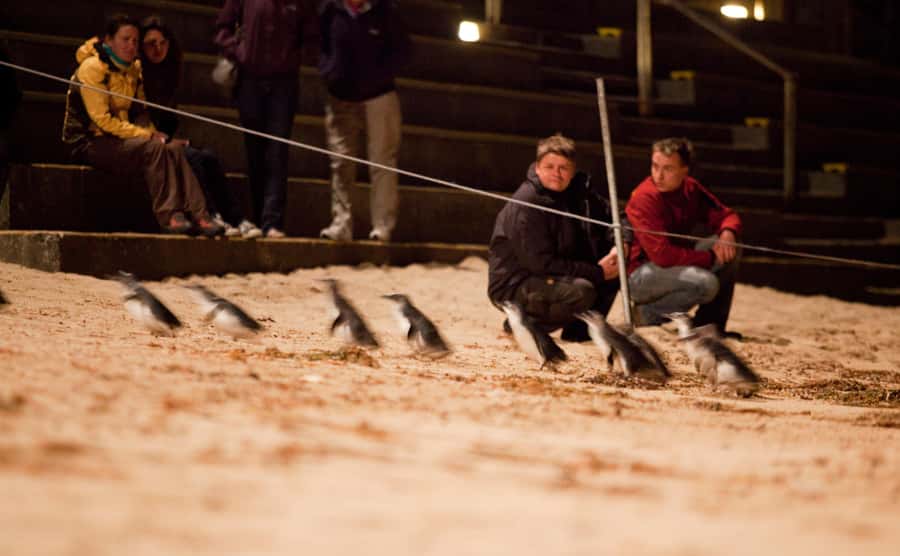 Melbourne: Phillip Island Tour & Penguin Parade - Key things I’d pin to the top