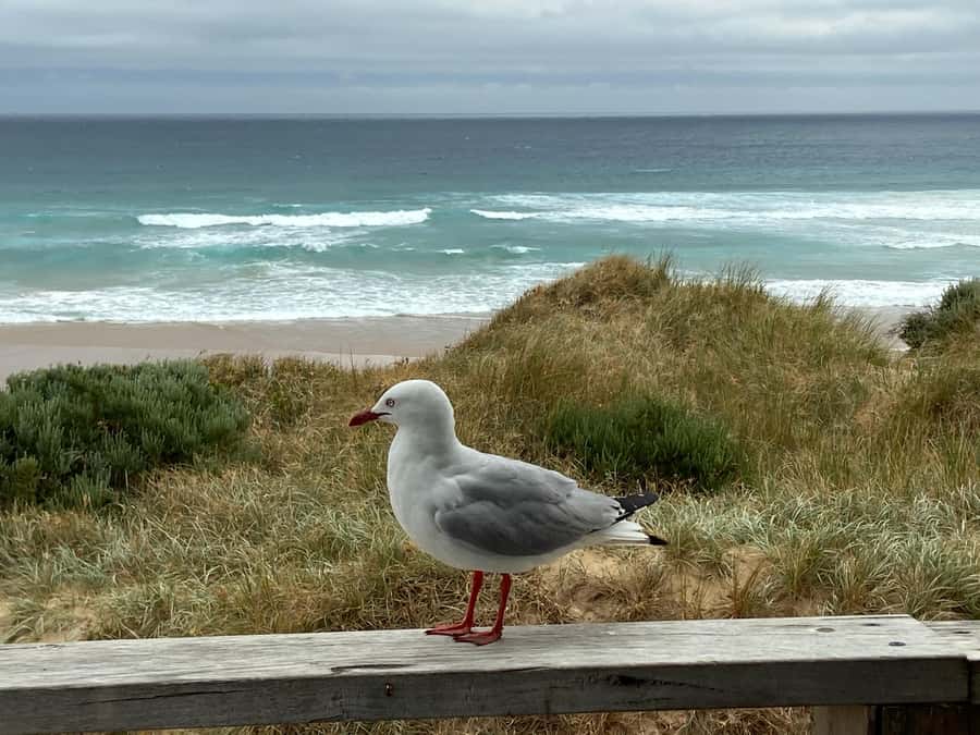 Melbourne: Phillip Island Tour & Penguin Parade - Who this tour suits best, and who should rethink it